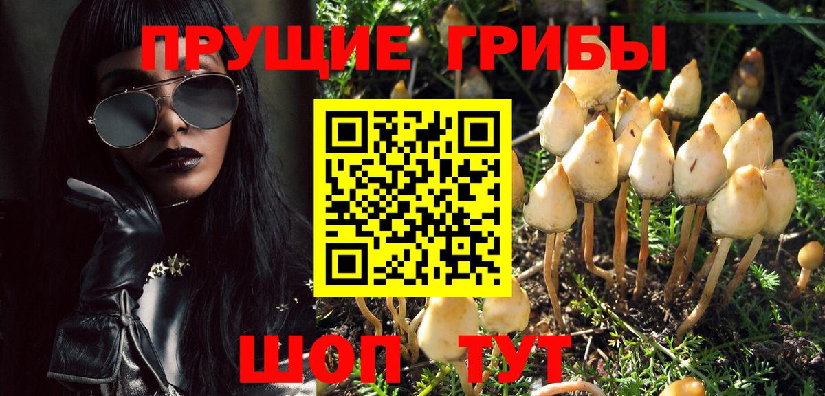 Кисловодск  Галлюциногенные грибы Psilocybine cubensis  Вход с VPN 